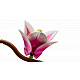 LEGO® Botanicals 11510 Magnolienzweige