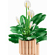 LEGO® Botanicals 11504 Friedenslilie