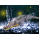 Ferngesteuertes Krokodil auf 2,4GHz-Fernbedienung RC0616 universal