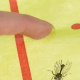 Fliegenfänger-Insektenkleber 10 m Repest 19052