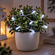 Linder Exclusiv Batteriebetriebene Lichterkette Weihnachstkette 30 LED Kaltweiß
