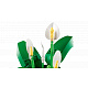 LEGO® Botanicals 11504 Friedenslilie